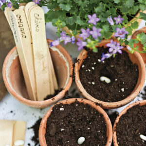 The Best Crops to Start as Direct-Sown Seeds